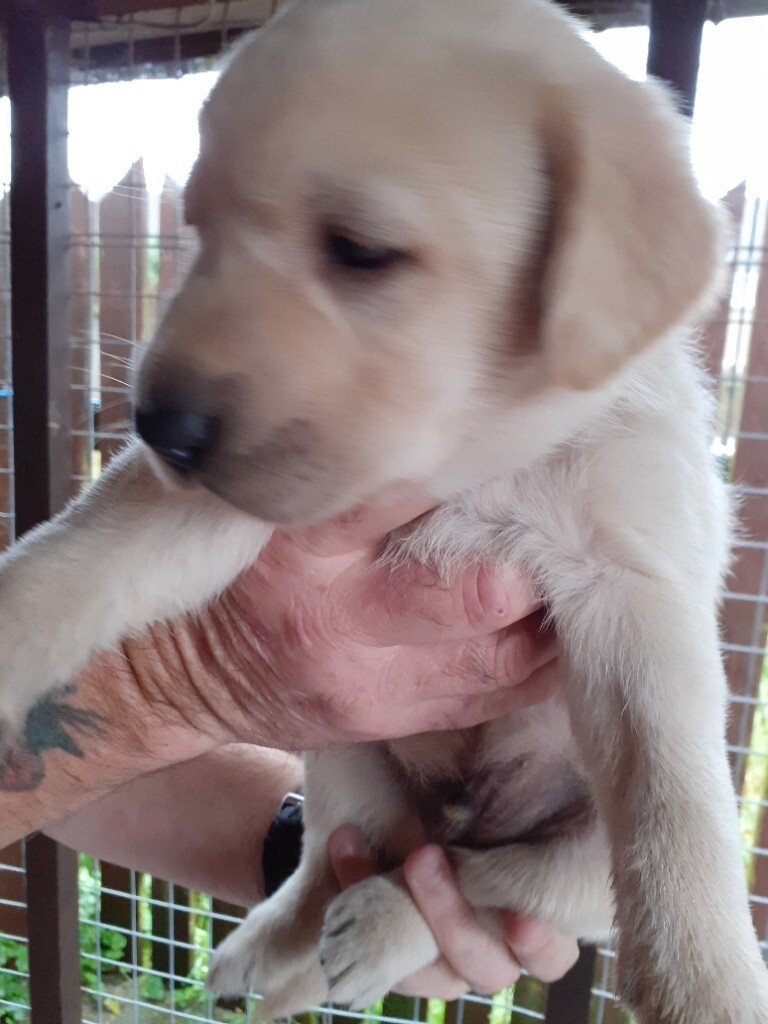 kc registered labradors for sale